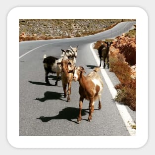 Funny Goat Sticker